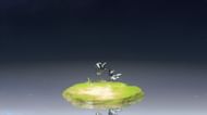 Cruisewing (Image via Kuro Games)